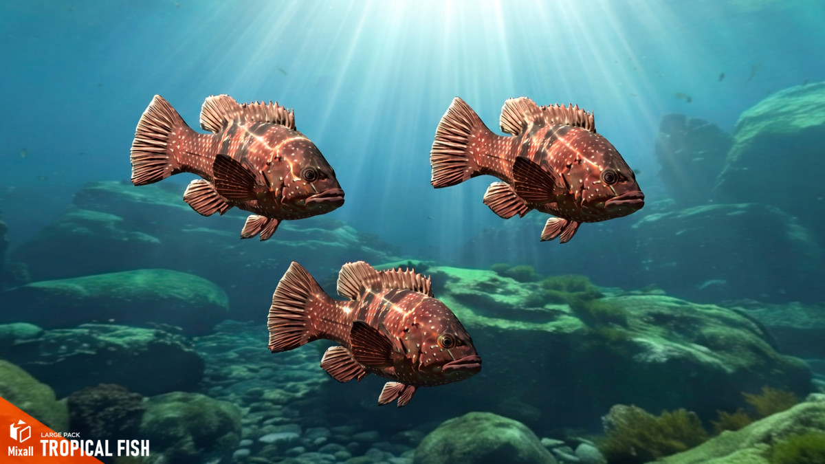 Tropical fish - large pack