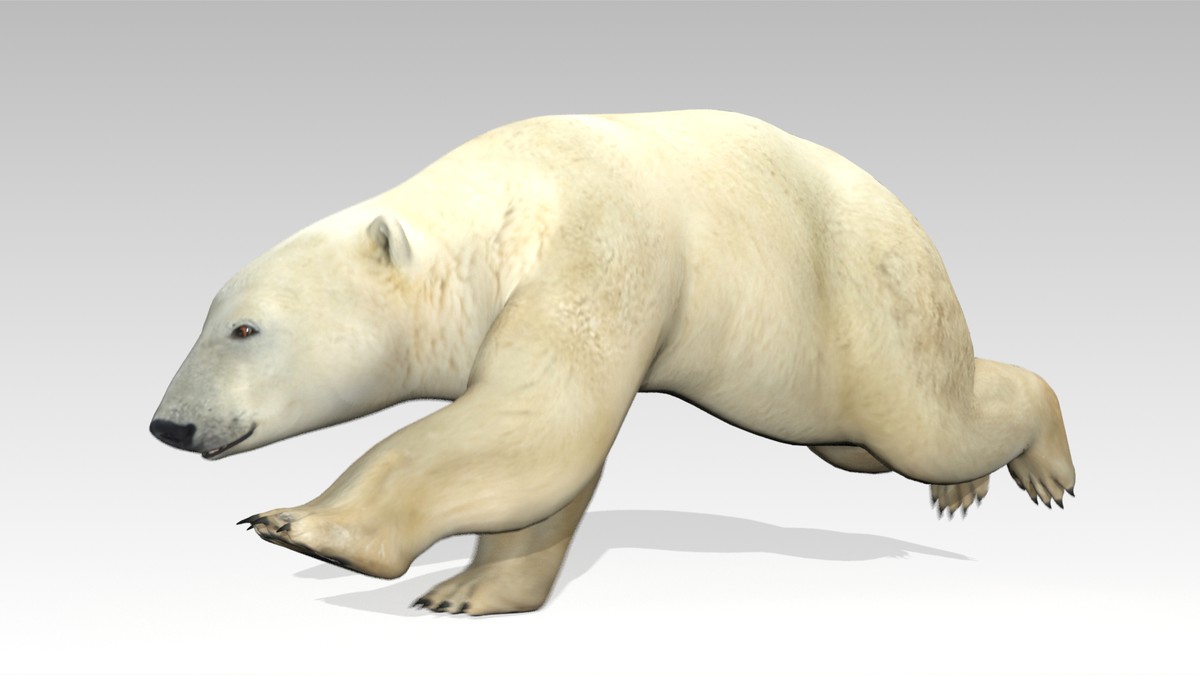 Polar Bear Animated