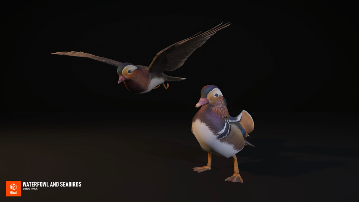 Waterfowl and seabirds - birds pack