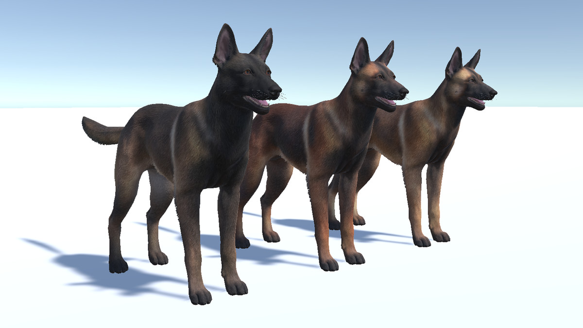 Dog - Belgian Malinois
