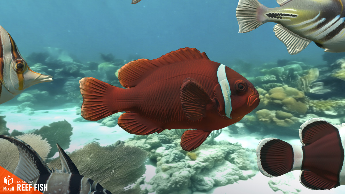 Reef fish - large pack
