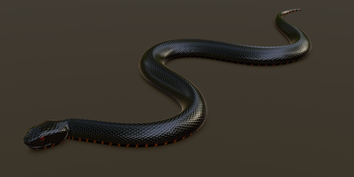 Animated snake pack