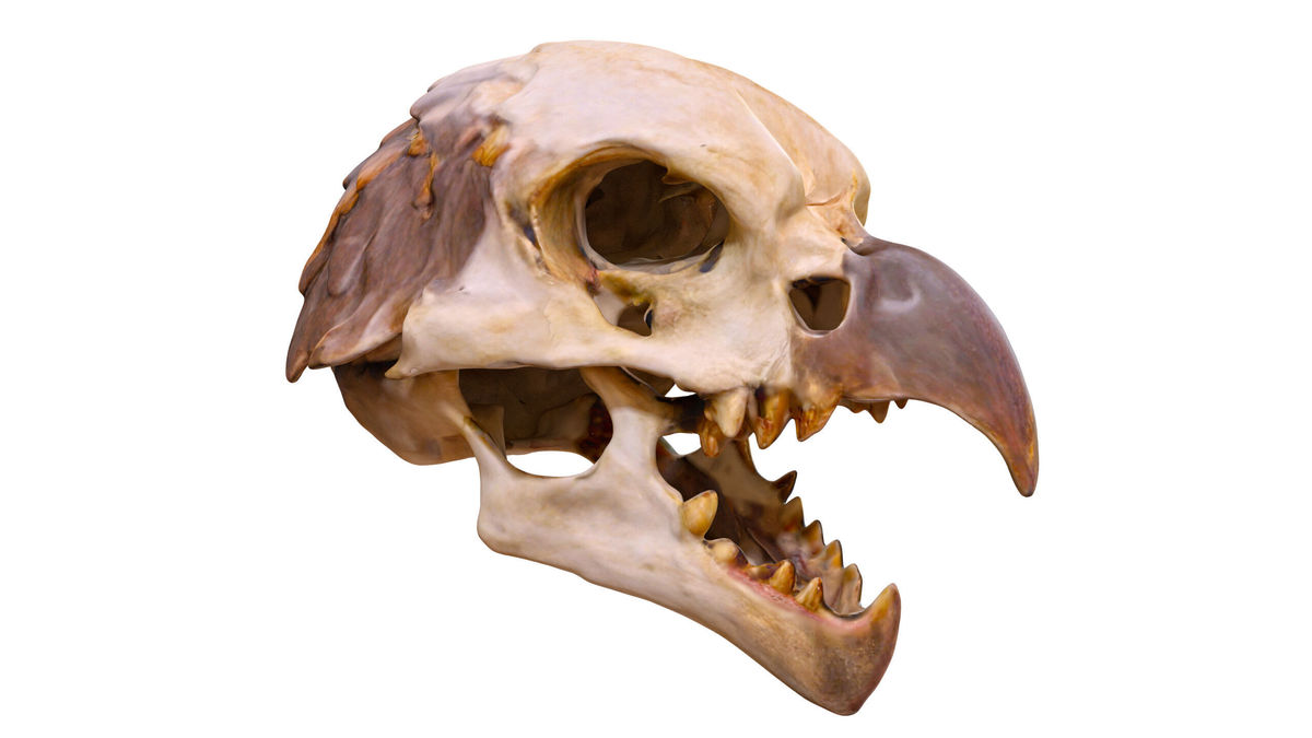 Ultimate Skeleton and Skull Pack. Game-ready low-poly assets