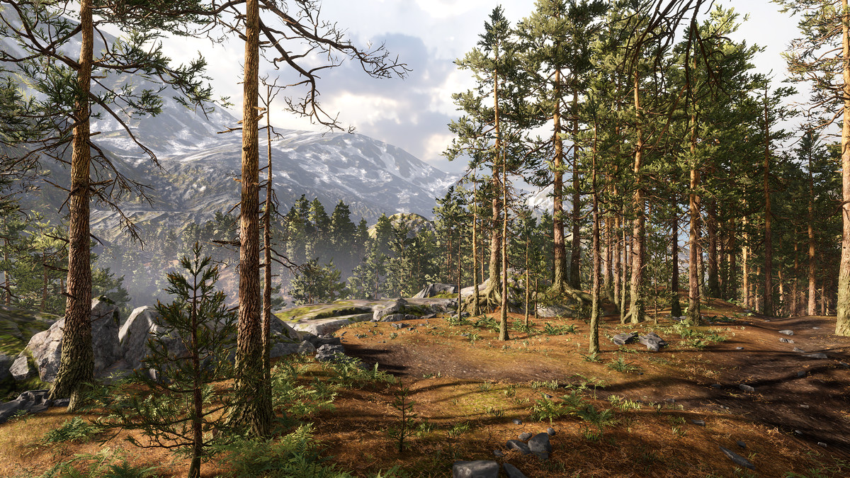 Rocky Pine Forest