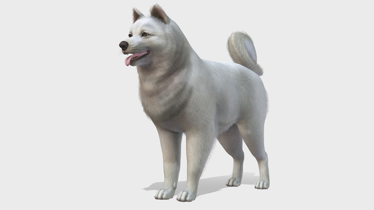 Dog - Samoyed