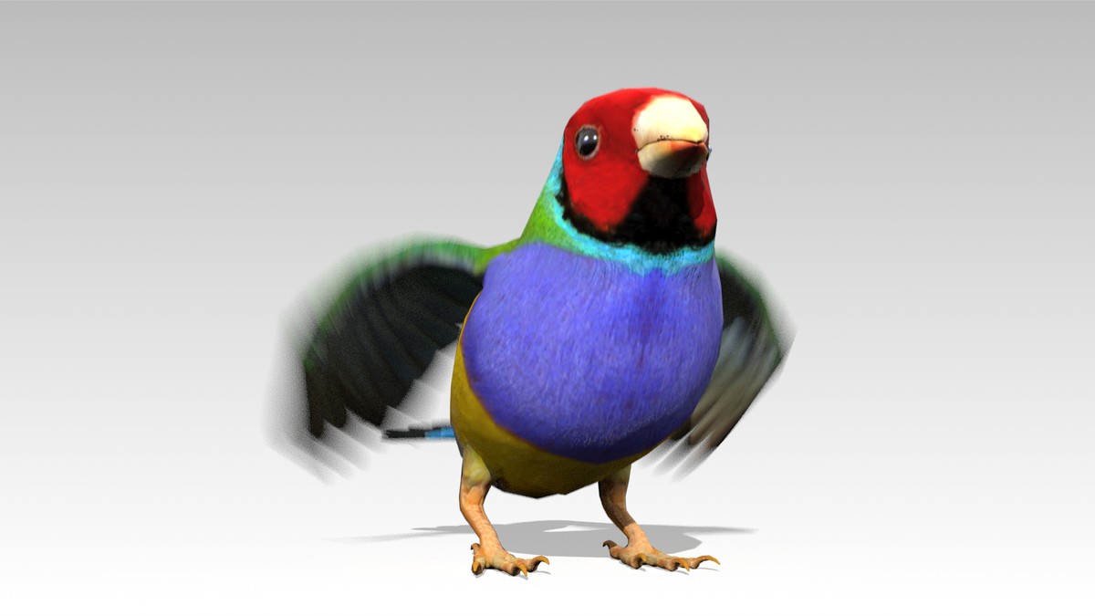 Gouldian Animated