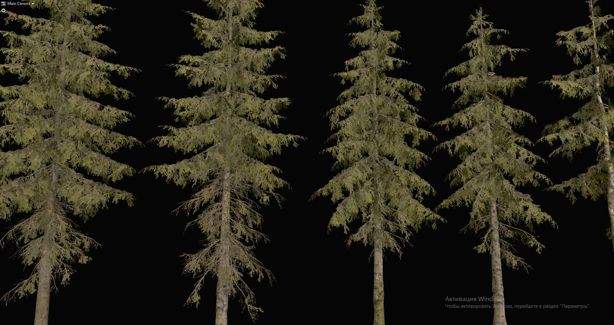Spruce Trees