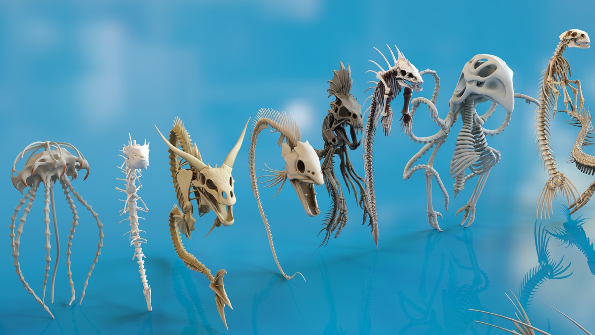 Fish and Underwater Creatures Skeleton Collection – Marine Bone 3D Asset Pack
