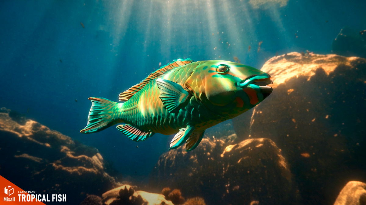 Tropical fish - large pack