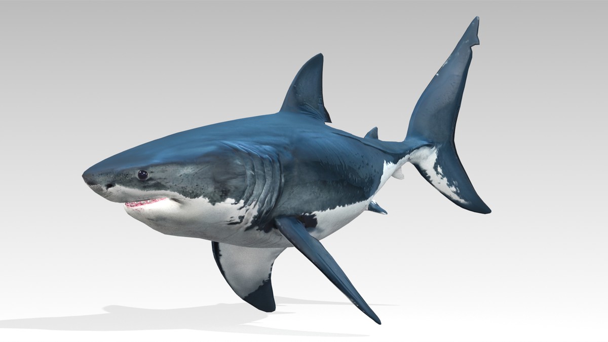 Great White Shark Animated