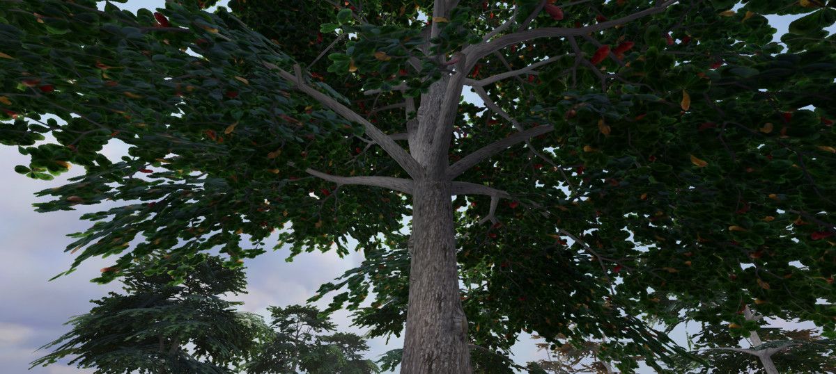 WG Indian Almond Tree Pack