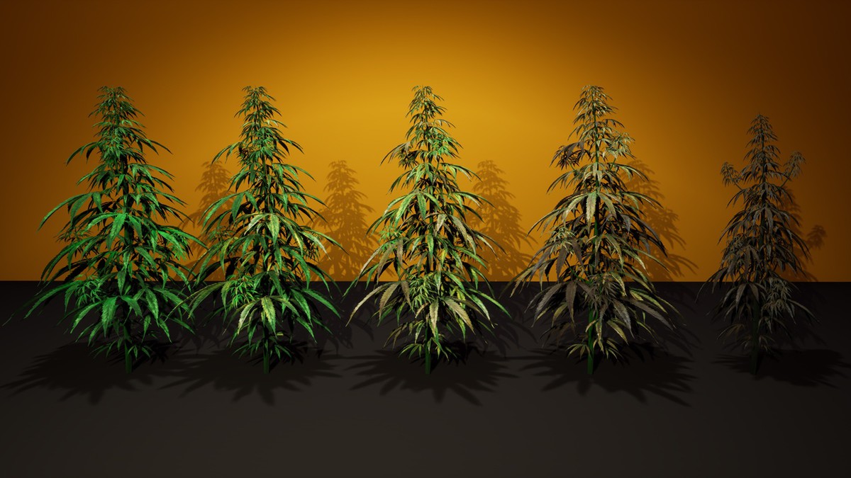Cannabis (Hemp) Plant 3D Models Pack