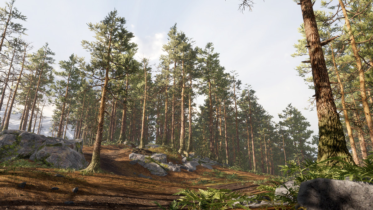 Rocky Pine Forest
