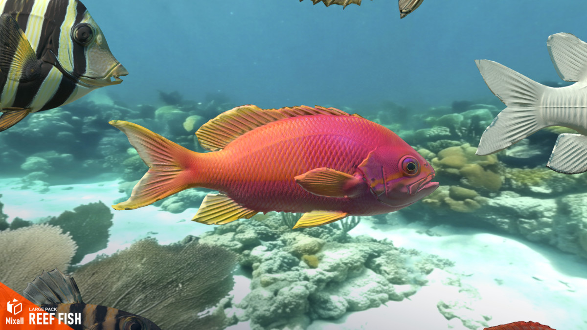 Reef fish - large pack