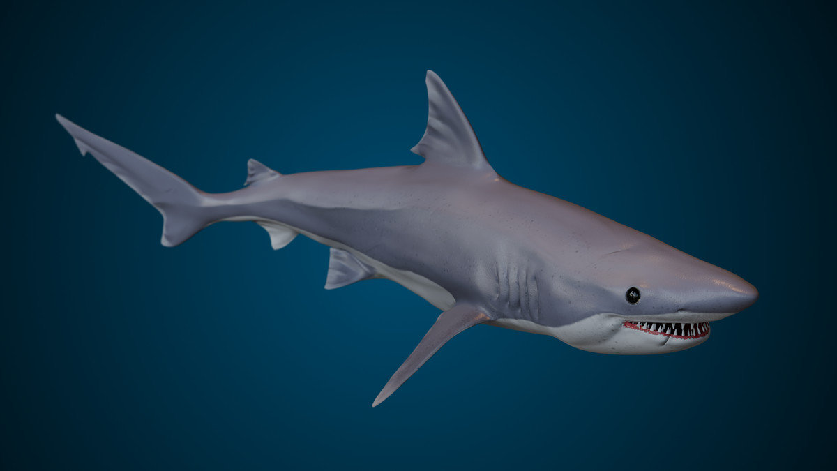 Animated Shark (01)