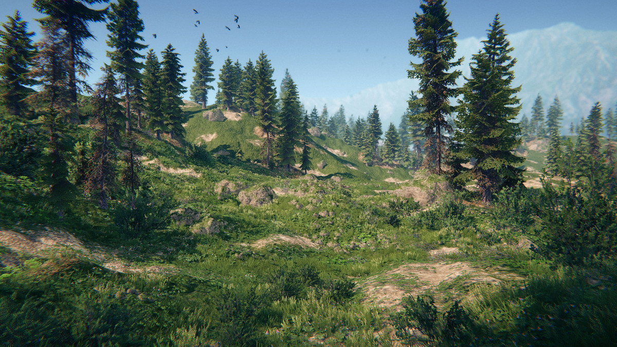 Spruce Forest