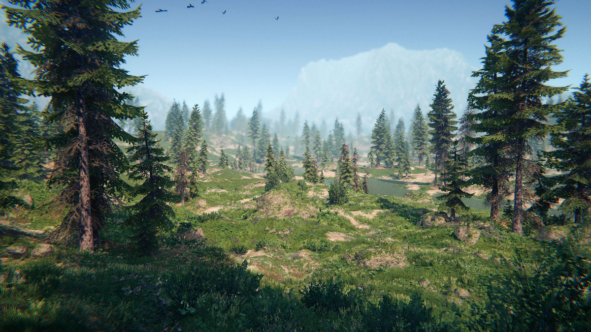 Spruce Forest