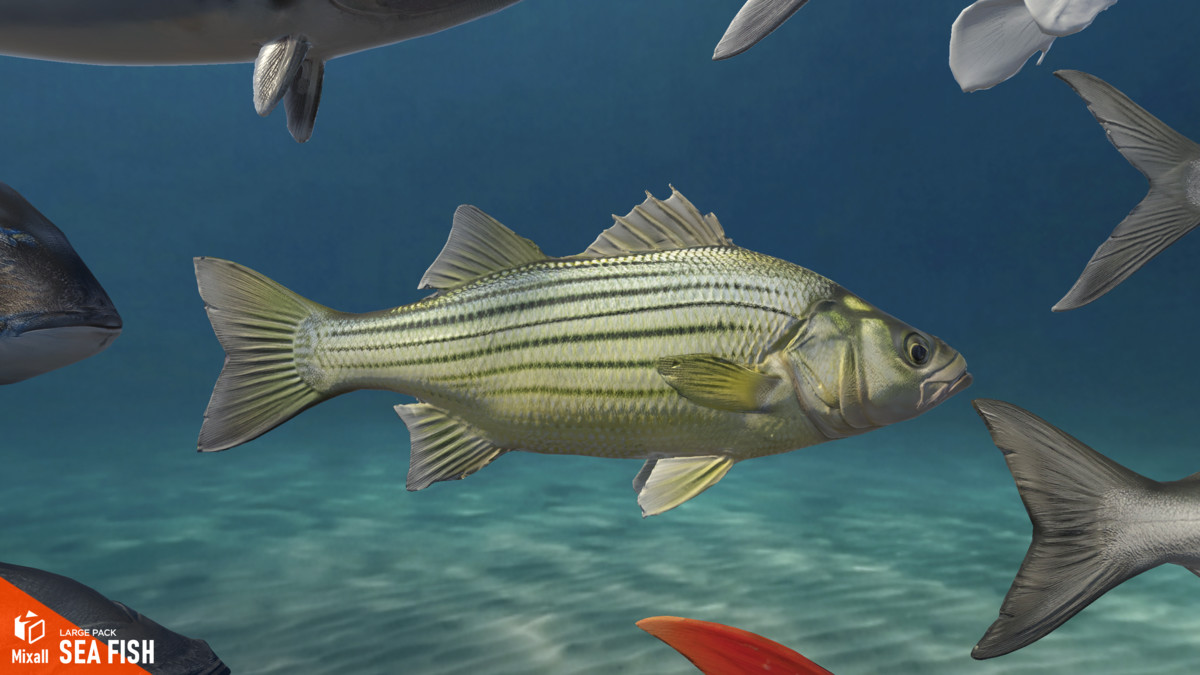 Sea fish - large pack