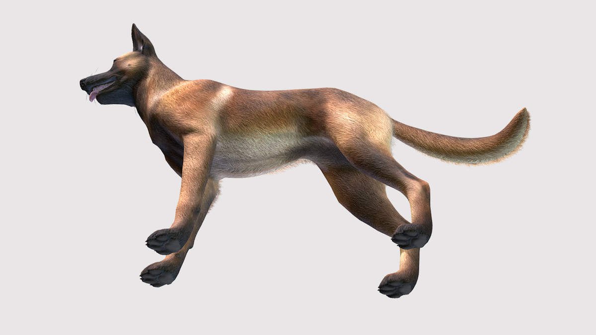 Dog - Belgian Malinois