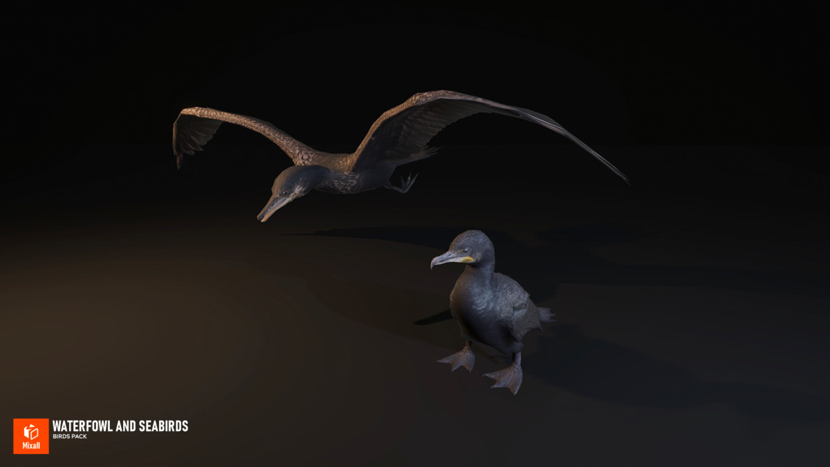 Waterfowl and seabirds - birds pack