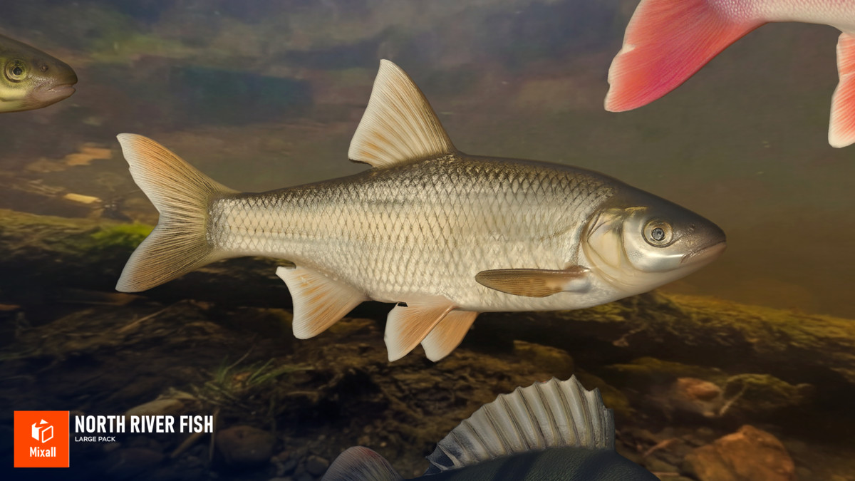 North river fish - large pack
