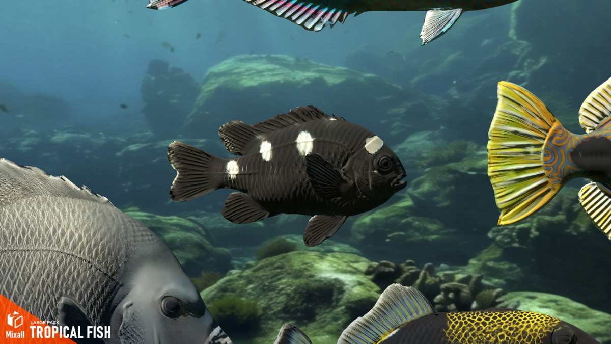 Tropical fish - large pack
