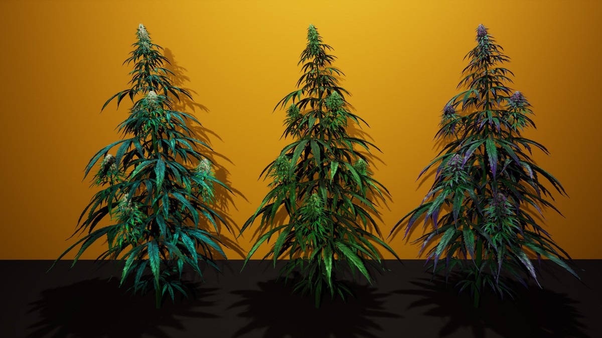 Cannabis (Hemp) Plant 3D Models Pack