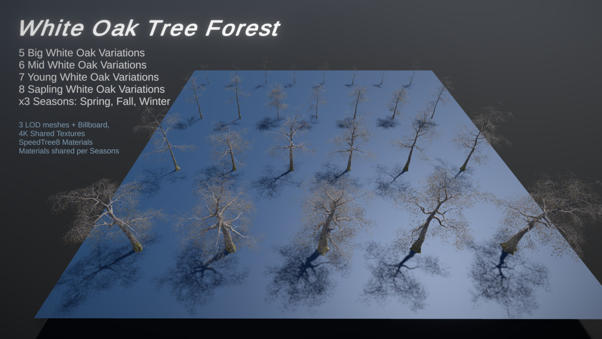 Broadleaf Forest