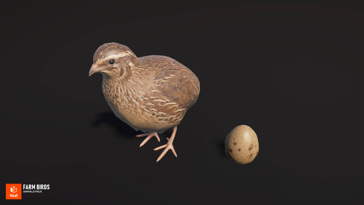 Farm birds - animals pack