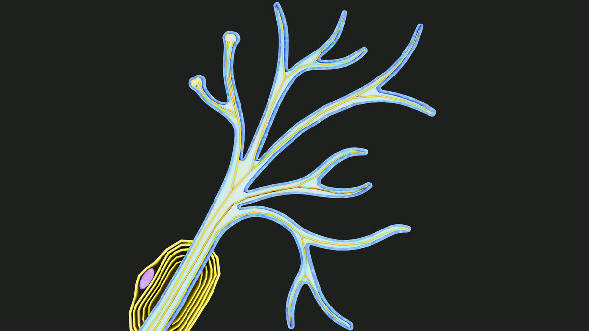Neuron Nerve Cell -Cross Section