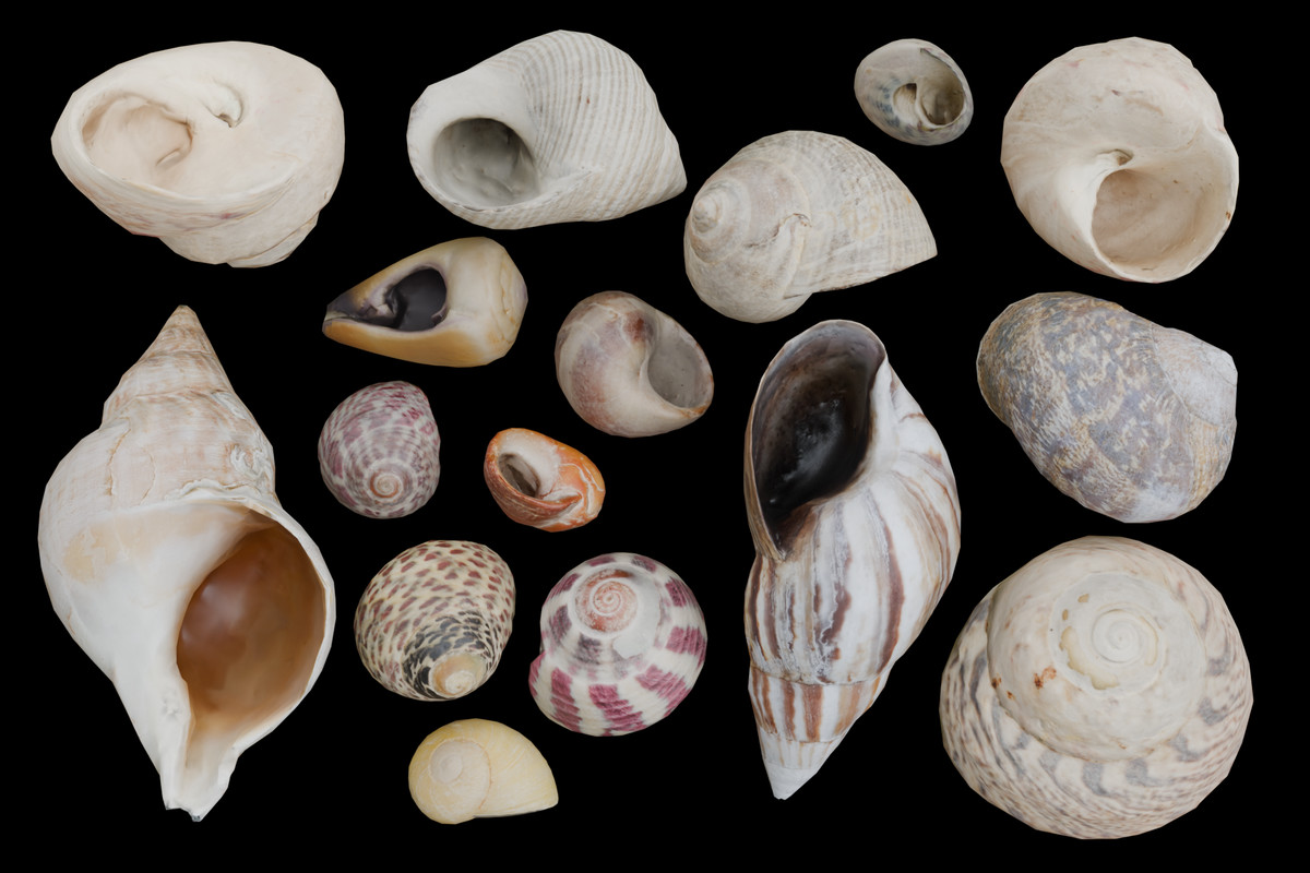 48 SeaShells Bundle