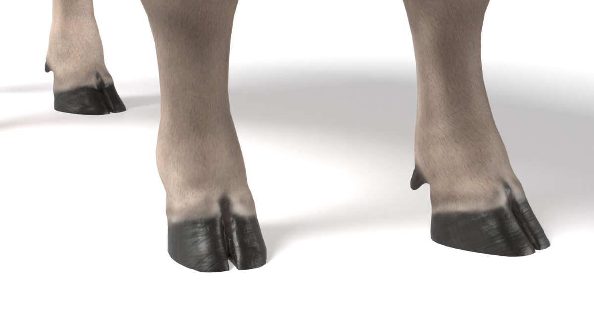 Braunvieh Cow