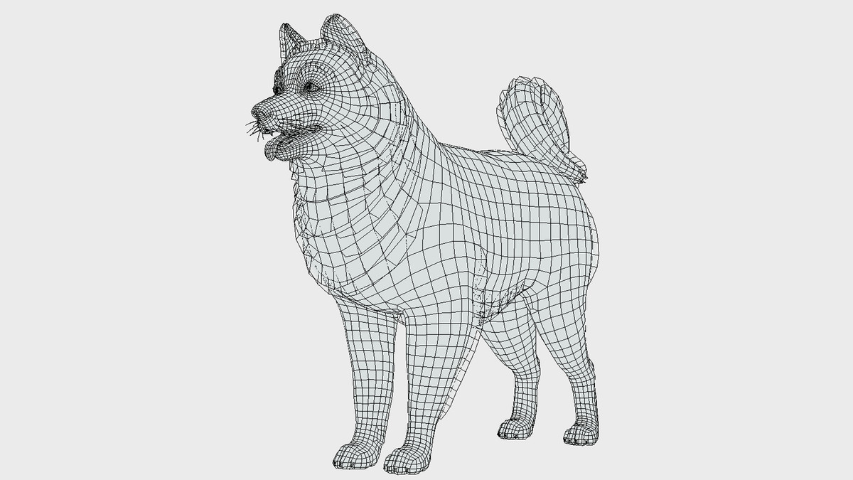 Dog - Samoyed