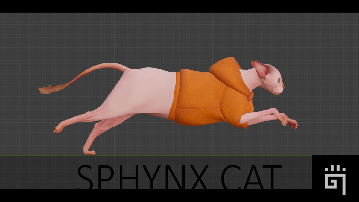 Sphynx Cat