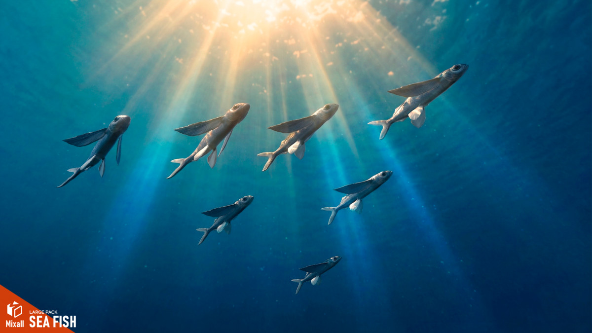 Sea fish - large pack