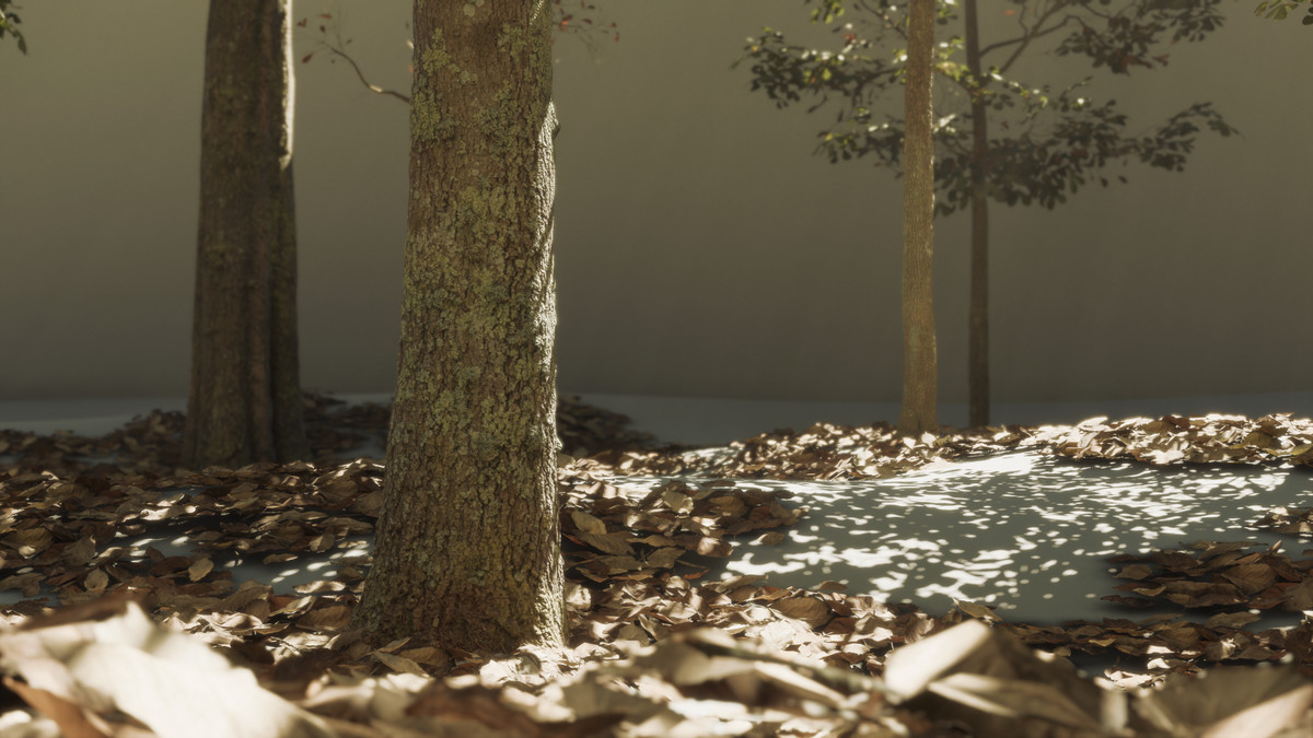 Forest Oak Trees
