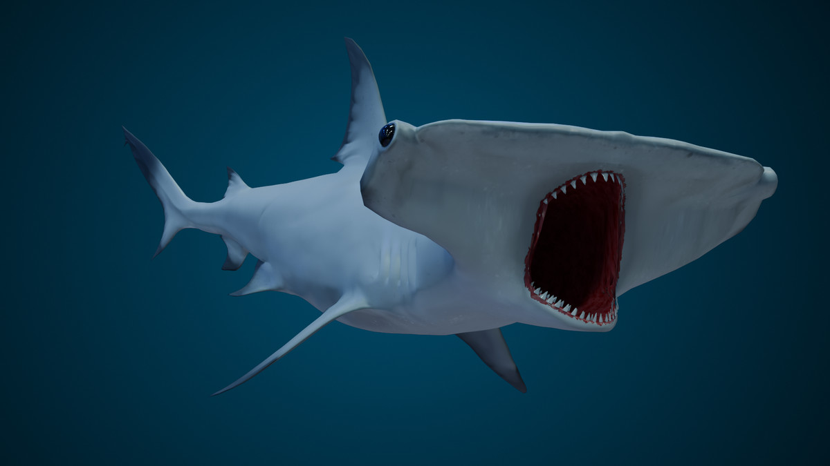 Animated Hammerhead Shark (02)