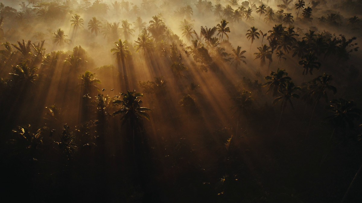 Jungle Adventure Music Pack Vol2