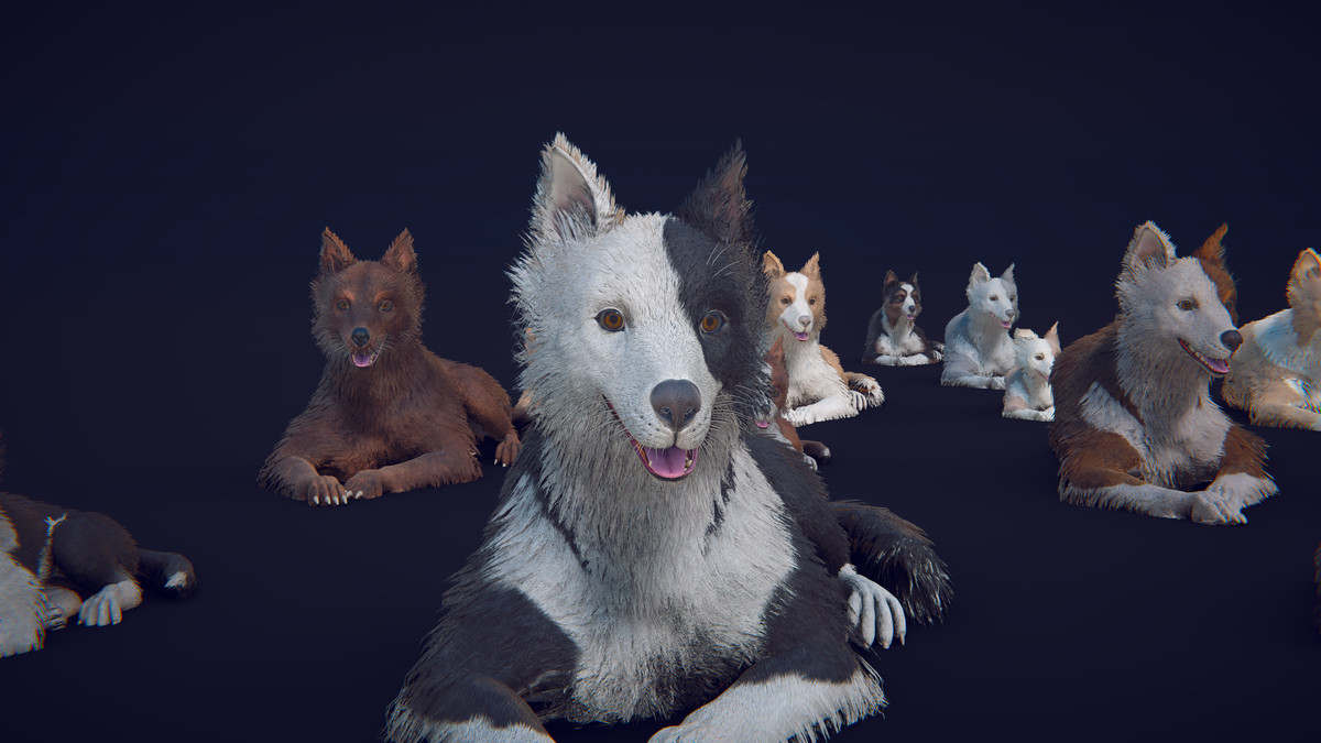 Skye the Border Collie (Dog)