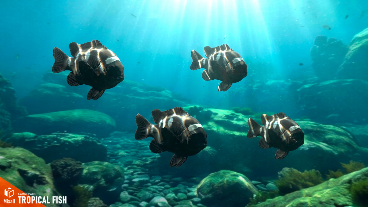 Tropical fish - large pack