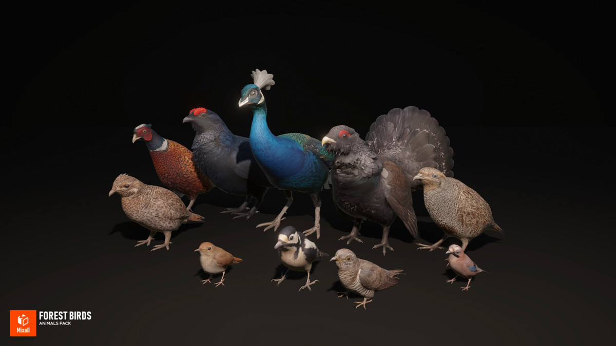 Forest birds - animals pack