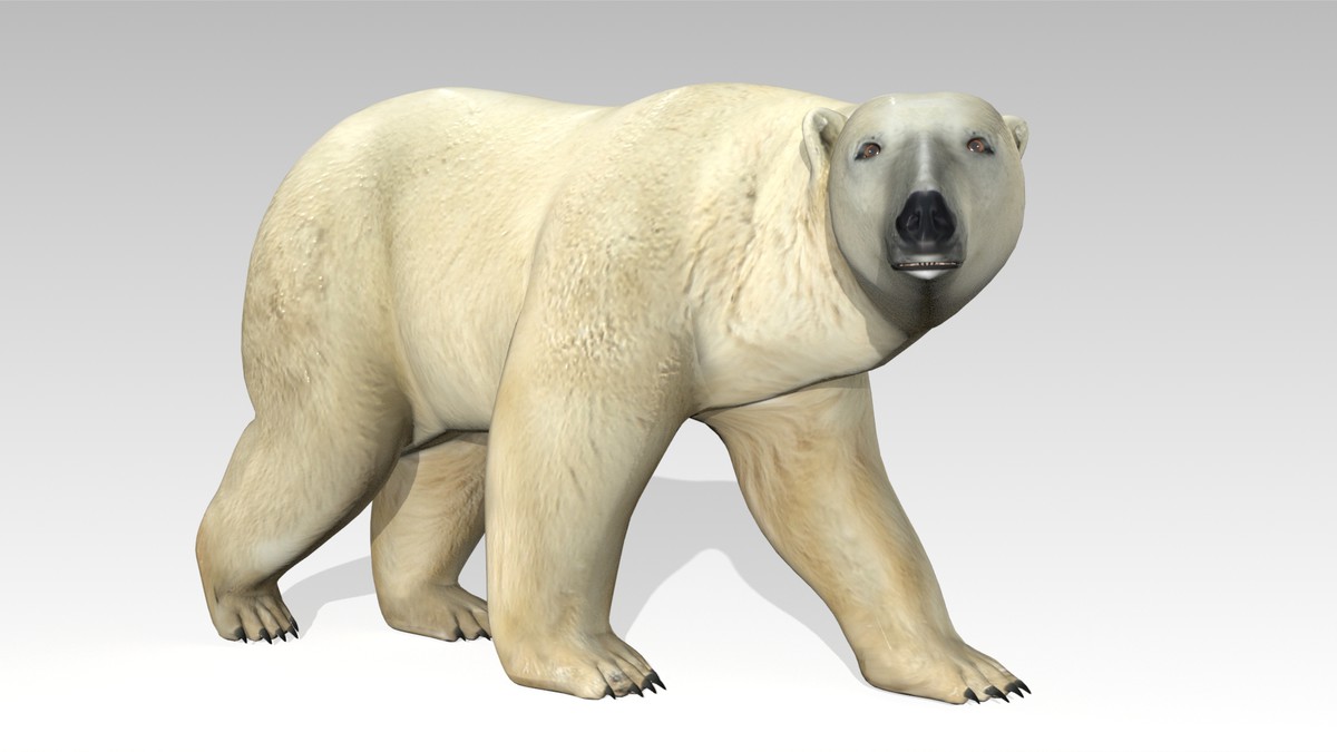 Polar Bear Animated