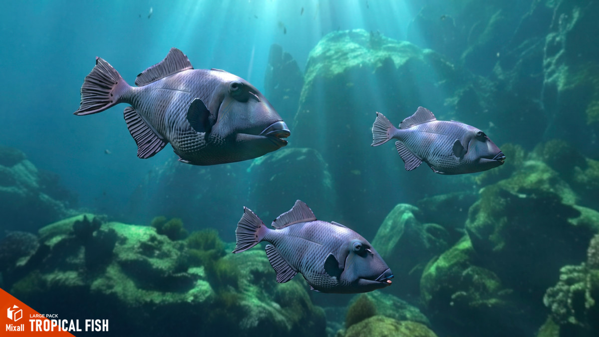 Tropical fish - large pack