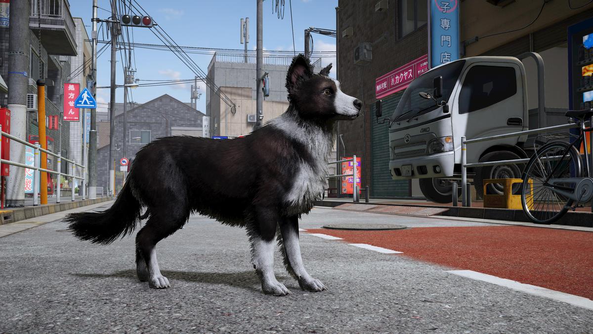Skye the Border Collie (Dog)
