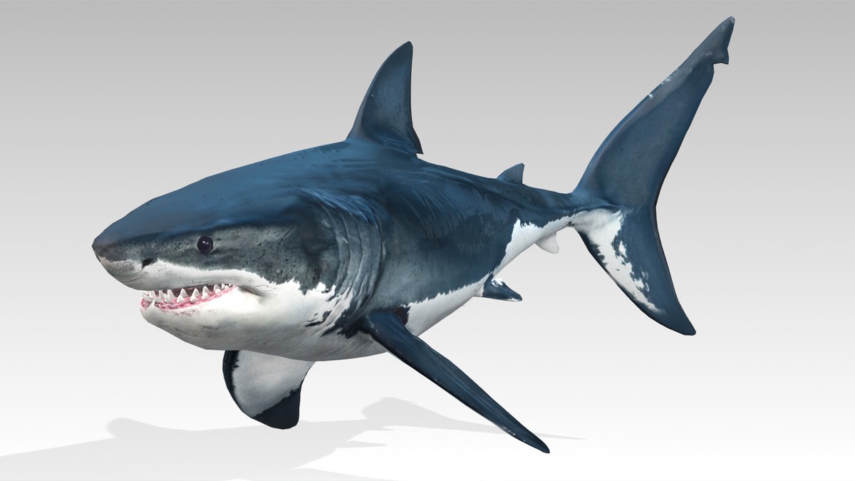 Great White Shark Animated