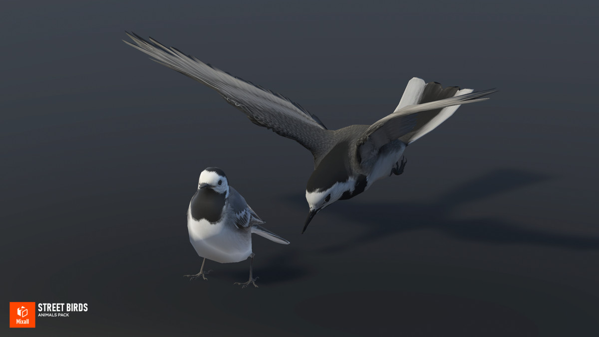Street birds - animals pack