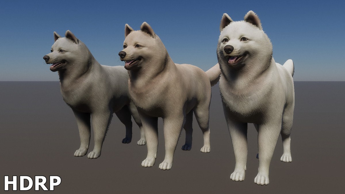 Dog - Samoyed