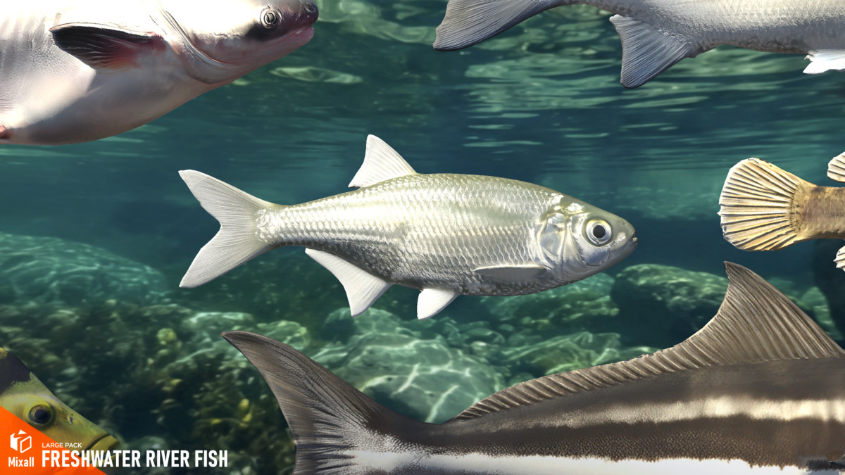 Freshwater river fish - large pack