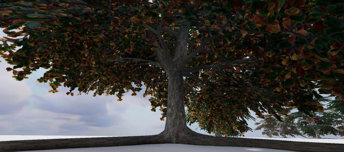 WG Indian Almond Tree Pack