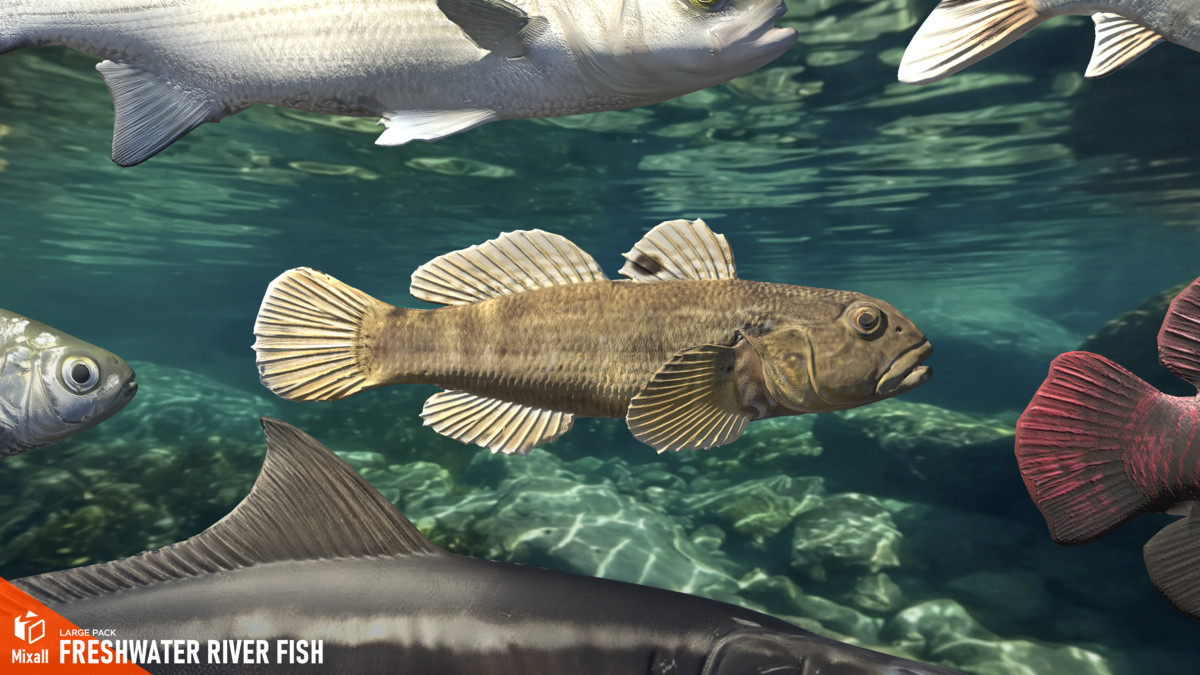 Freshwater river fish - large pack